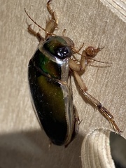 Dytiscus marginalis