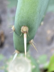 Opuntia tunoidea