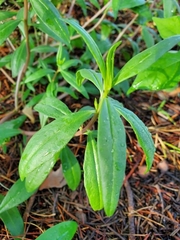 Talinum aurantiacum
