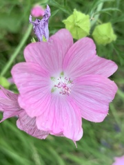 Malva moschata