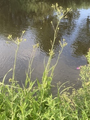Sonchus palustris