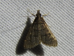 Steniodes declivalis