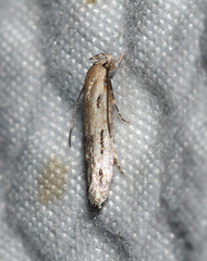 Mompha brevivittella