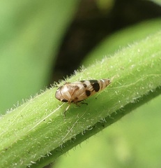 Anoscopus serratulae
