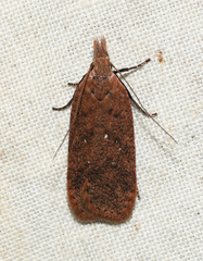 Dichomeris ventrellus