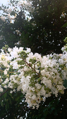 Lagerstroemia subcostata