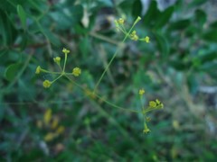 Bupleurum rigidum paniculatum