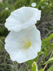 Calystegia sepium limnophila