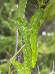 Calystegia sepium limnophila