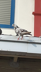 Columba livia domestica
