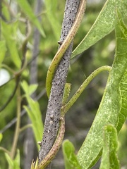 Calystegia sepium limnophila