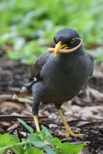 Javan Myna, Pasir Ris Park, Singapore, photo 9 of 10