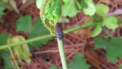 Polycesta goryi