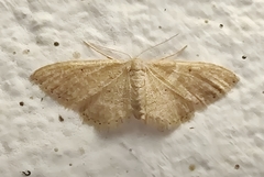 Idaea obsoletaria