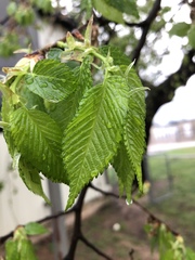 Ulmus americana