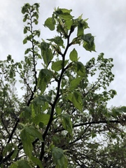 Ulmus americana