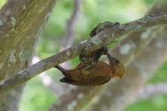 Micropternus brachyurus