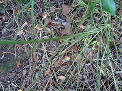 Bupleurum rigidum paniculatum