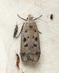 Anacampsis innocuella