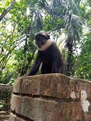 Cercopithecus erythrogaster