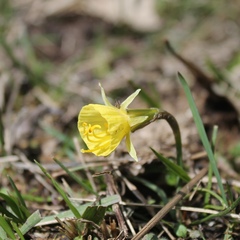 Narcissus bulbocodium graellsii