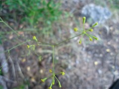 Bupleurum rigidum paniculatum