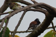 Spermestes bicolor nigriceps