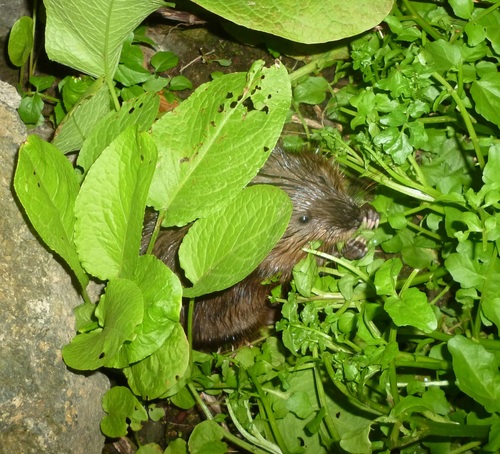 Muskrat photographed in Alabama