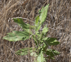Artemisia suksdorfii