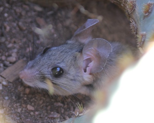 White-throated Woodrat (Neotoma albigula)