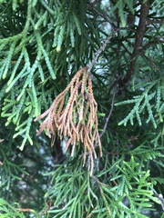 Pestalotiopsis funerea