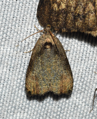 Olethreutes exoletum