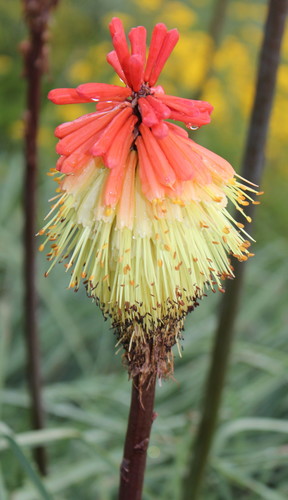 Kniphofia caulescens image