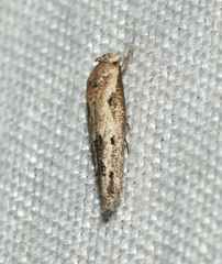 Mompha brevivittella