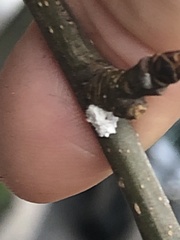 Phenacoccus dearnessi