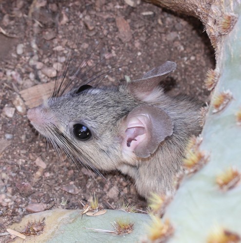 White-throated Woodrat