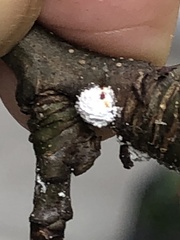 Phenacoccus dearnessi