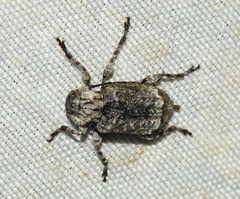 Leptostylus transversus