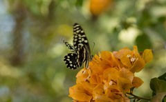 Papilio demodocus demodocus