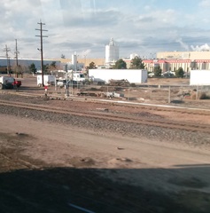 Cynomys ludovicianus