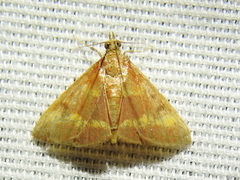 Pyrausta pseuderosnealis