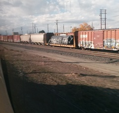 Cynomys ludovicianus