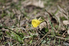 Narcissus bulbocodium graellsii