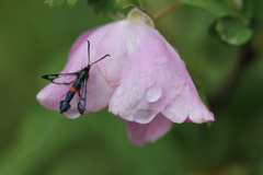 Synanthedon culiciformis