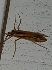 Limnephilus ornatus