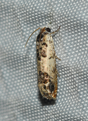 Eucosma ornatula