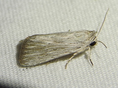 Catabena lineolata