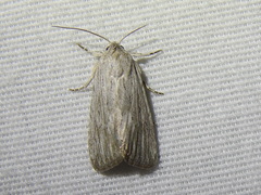 Catabena lineolata