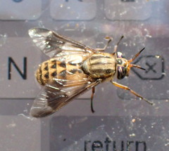 Chrysops coloradensis