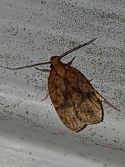 Agonopterix robiniella